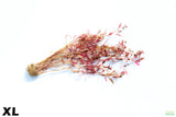 Alternanthera Reineckii Regular XL_Extra Large_Aquarium Plant For Sale
