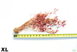 Alternanthera Reineckii Regular XL_Extra Large_Aquarium Plant For Sale