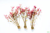 Alternanthera Reineckii Regular_Aquarium plant For Sale
