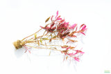 Alternanthera Reineckii Regular_Aquarium plant For Sale