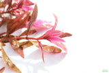 Alternanthera Reineckii Regular_Aquarium plant For Sale