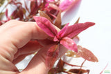 Alternanthera Reineckii Regular_Aquarium plant For Sale