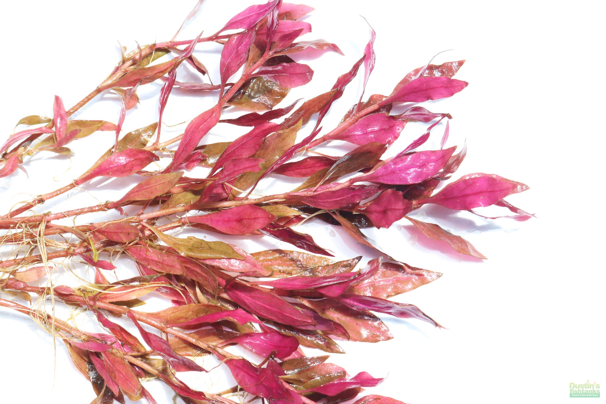 alternanthera cardinalis variegata Alternanthera Reineckii 