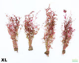 Alternanthera XL_Aquarium Plant For Sal