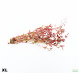 Alternanthera XL_Aquarium Plant For Sal