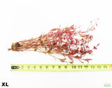 Alternanthera XL_Aquarium Plant For Sal