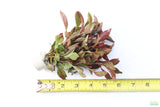 Alternanthera bettzickiana Red_Aquarium Plant For Sale