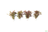 Alternanthera bettzickiana Red_Aquarium Plant For Sale
