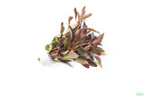 Alternanthera bettzickiana Red_Aquarium Plant For Sale