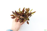Alternanthera bettzickiana Red_Aquarium Plant For Sale