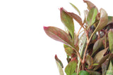 Alternanthera bettzickiana Red_Aquarium Plant For Sale