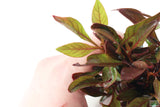 Alternanthera bettzickiana Red_Aquarium Plant For Sale