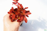 Ammania Gracilis_Aquarium Plant For Sale