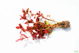 Ammania Gracilis (Thick RED Aquarium Plant)