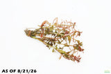 Ammania Gracilis_Aquarium Plant For Sale