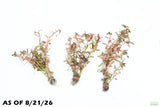 Ammania Gracilis_Aquarium Plant For Sale