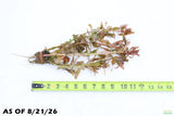 Ammania Gracilis_Aquarium Plant For Sale