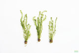 Anacharis Elodea_Easy Low Light Aquarium Plant