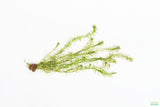 Anacharis Elodea_Easy Low Light Aquarium Plant