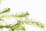 Anacharis Elodea_Easy Low Light Aquarium Plant