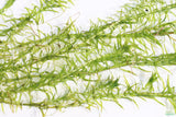Anacharis Elodea_Easy Low Light Aquarium Plant