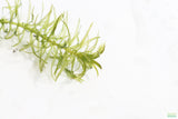 Anacharis Elodea_Easy Low Light Aquarium Plant