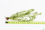 Anacharis Elodea_Easy Low Light Aquarium Plant