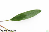 Anubias Afzelii_Afzelli_Hardy Midground freshwater aquarium plant for sale