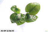 Anubias Barteri Broadleaf_Aquarium Plant for sale