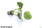 Anubias Barteri Broadleaf_Aquarium Plant for sale