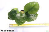 Anubias Barteri Broadleaf_Aquarium Plant for sale