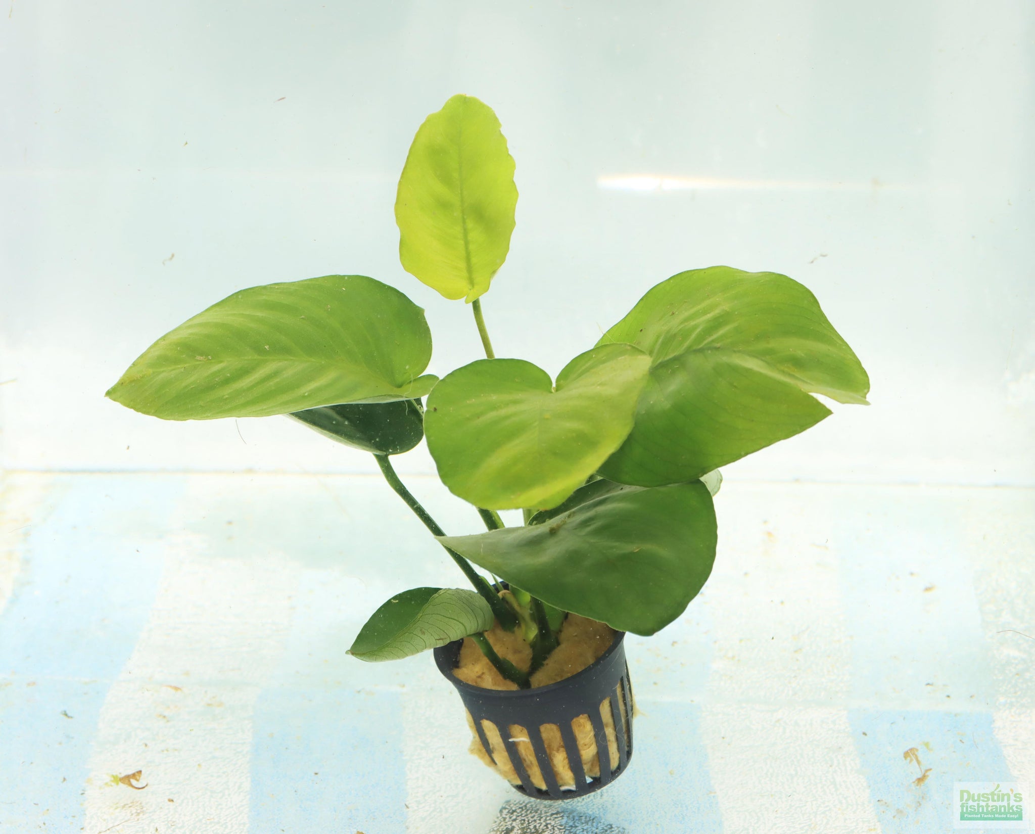 emma plant Queen Emma for Sale main image 0