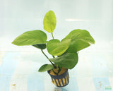 Anubias Barteri Broadleaf_Aquarium Plant For Sale