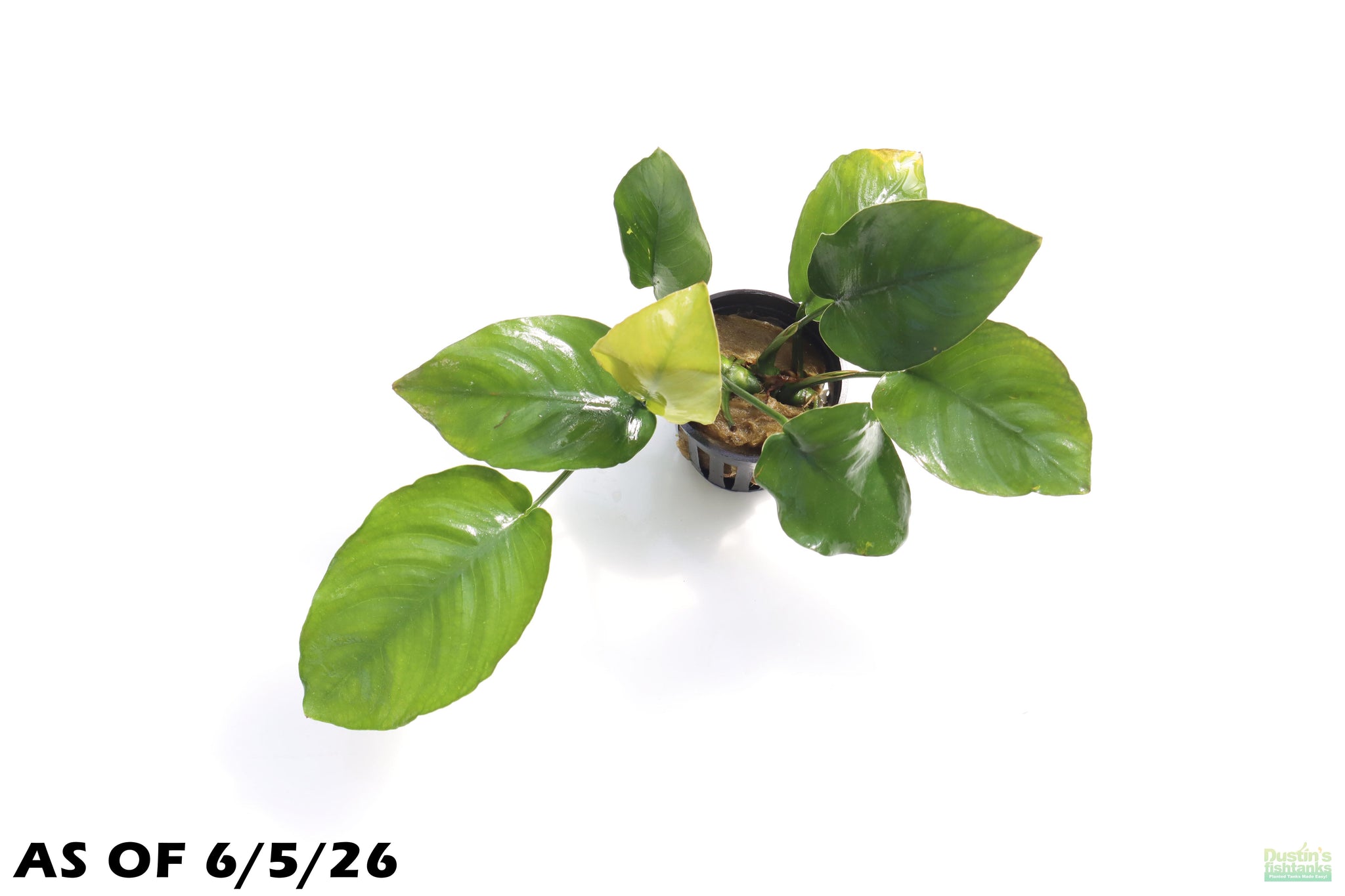 Anubias Barteri "Broadleaf" (Our Largest Anubias)  DustinsFishtanks