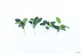 Anubias Barteri Broadleaf_BARE ROOT_Aquarium Plant For Sale