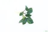Anubias Barteri Broadleaf_BARE ROOT_Aquarium Plant For Sale