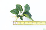 Anubias Barteri Broadleaf_BARE ROOT_Aquarium Plant For Sale