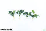 Anubias Barteri Broadleaf_BARE ROOT_Aquarium Plant For Sale