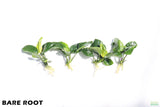 Anubias Barteri Broadleaf_BARE ROOT_Aquarium Plant For Sale