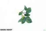 Anubias Barteri Broadleaf_BARE ROOT_Aquarium Plant For Sale
