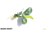 Anubias Barteri Broadleaf_BARE ROOT_Aquarium Plant For Sale