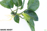 Anubias Barteri Broadleaf_BARE ROOT_Aquarium Plant For Sale