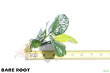 Anubias Barteri Broadleaf_BARE ROOT_Aquarium Plant For Sale