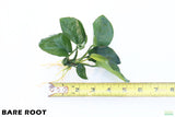 Anubias Barteri Broadleaf_BARE ROOT_Aquarium Plant For Sale