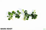 Anubias Barteri "Golden Coin" Aquarium Plant For Sale