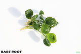 Anubias Barteri "Golden Coin" Aquarium Plant For Sale