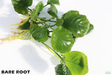 Anubias Barteri "Golden Coin" Aquarium Plant For Sale