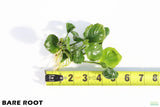 Anubias Barteri "Golden Coin" Aquarium Plant For Sale