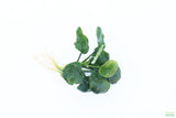 Anubias Barteri "Golden Coin"  (Smaller with many leaves nickel size) NICE PLANTS
