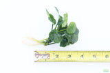Anubias Barteri "Golden Coin"  (Smaller with many leaves nickel size) NICE PLANTS